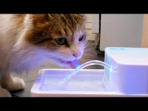 Video: 4 Cat Gadgets Sa Panatilihin Ang Iyong Kitty Safe Outdoors