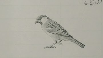 Std-4, Bridge Course, Day→4, Subject→Evn (Urdu Medium)