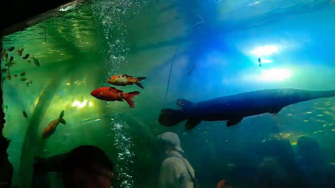 Kohima#night#bazaar#2025 #ka# mermaid.. 