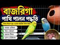 বাজরিগার পাখি পালন শুরু থেকে সফলতা | নতুনদের জন্য A to Z | 🐦🐦