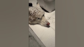 Just Got A $100 Fine For Leaving My HUSKY In The Snow… But Here’s The Twist! 😱  #short