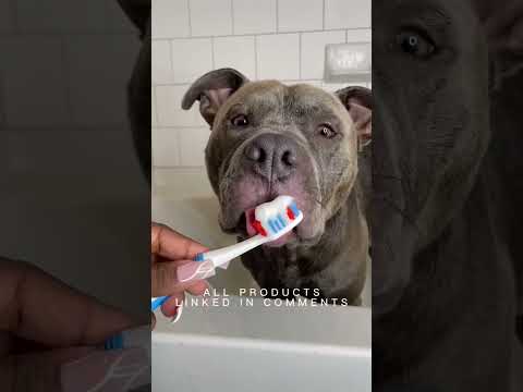 giving my dog the ULTIMATE spa day he deserves #shorts #viral #dogs #grooming #pitbull #tutorial