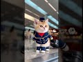 ​세상에서 가장 귀여운 고양이강아지승무원들의 공항 나들이 ✈️🐶🐱