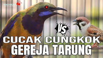 🔴VARIASI MASTERAN MURAI BATU DAN CUCAK IJO CUCAK CUNGKOK GACOR VS GEREJA TARUNG video ini berjeda