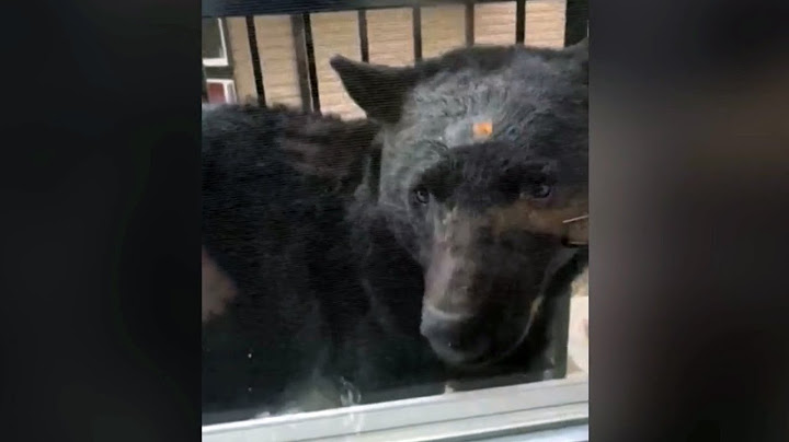 Bear encounter in B.C  'His face was right up at the window'
