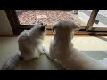 犬と猫のこどもの日ライブ