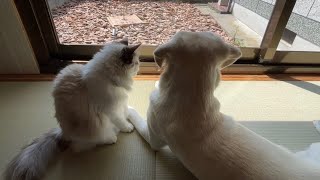 犬と猫のこどもの日ライブ
