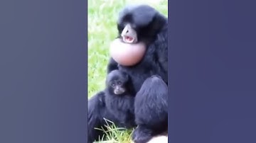 Thumbnail of Inilah suara monyet siamang 😁