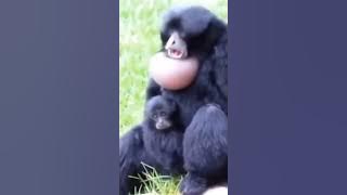 Inilah suara monyet siamang 😁