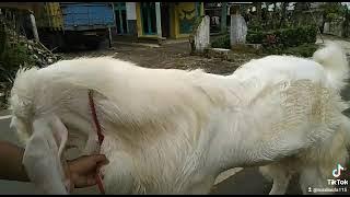 kambing senduro bintang  timur