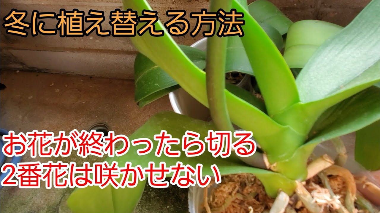 冬に入手した胡蝶蘭の処理方法 Youtube