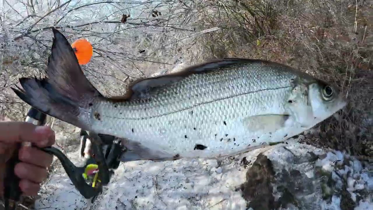 Pescando en aguas  congeladas #pesca #fishing ##aventura #suscribeteamicanal 