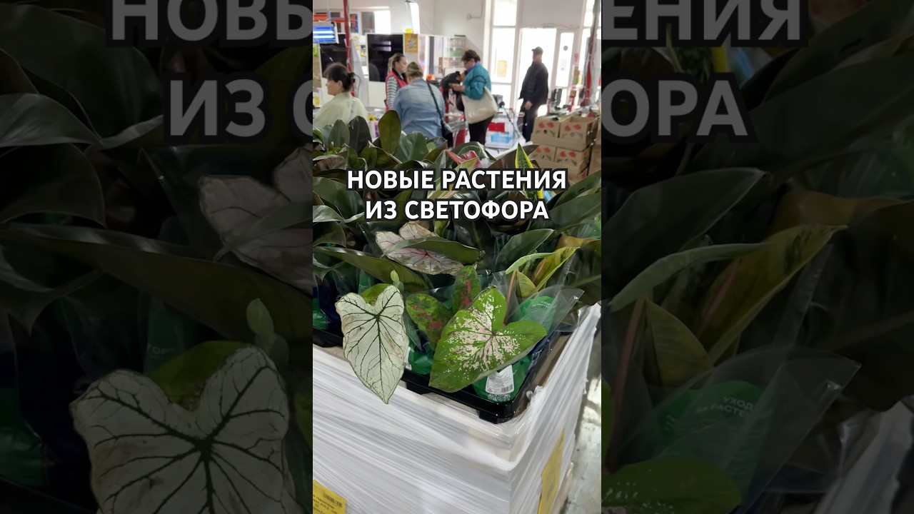 ЗАВОЗ РЕДКИХ РАСТЕНИЙ В СВЕТОФОР😋🪴