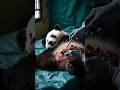 "Injured Panda in the Wild: Moments of Epic Rescue" #animals #panda #rescue #wildlife