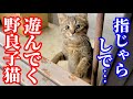 遊んでるとは言えないレベルだけど可愛すぎる野良子猫