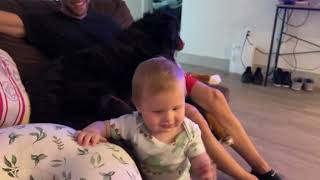 Bernese Mountain Dog Teaches BabyTo Walk by Benny Berner  8,177 views 1 year ago 3 minutes, 12 seconds