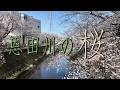 恩田川の桜 2026