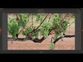 Train a Tiny YOLO v4 model without code to detect grapes in viticulture - Ikomia STUDIO case study