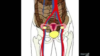 Early Pregnancy US Technique
