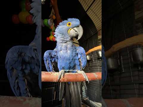 Talking Hyacinth Macaw! #birds #parrots #talking #animals #cool