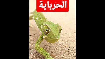 الحرباية وعيونها المتحركة في كل الاتجاهات 