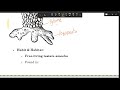 Difflugia PART-12 | PROTOZOA |