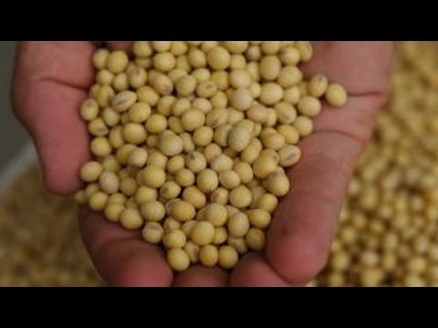 Video: Ovatko GMO-elintarvikkeet Niin Vaarallisia?