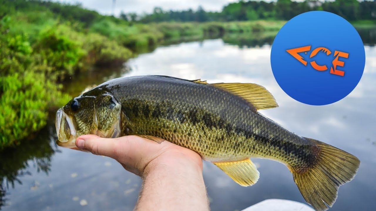Tube Fishing for Largemouth Bass Ace Videos YouTube