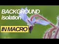 Background isolation in macrophotography