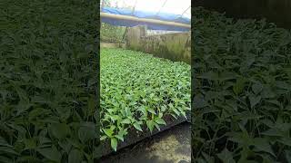 Download Lagu semai cabe besar usia 26 hr daun 6 waktunya pindah tanam ke lahan MP3