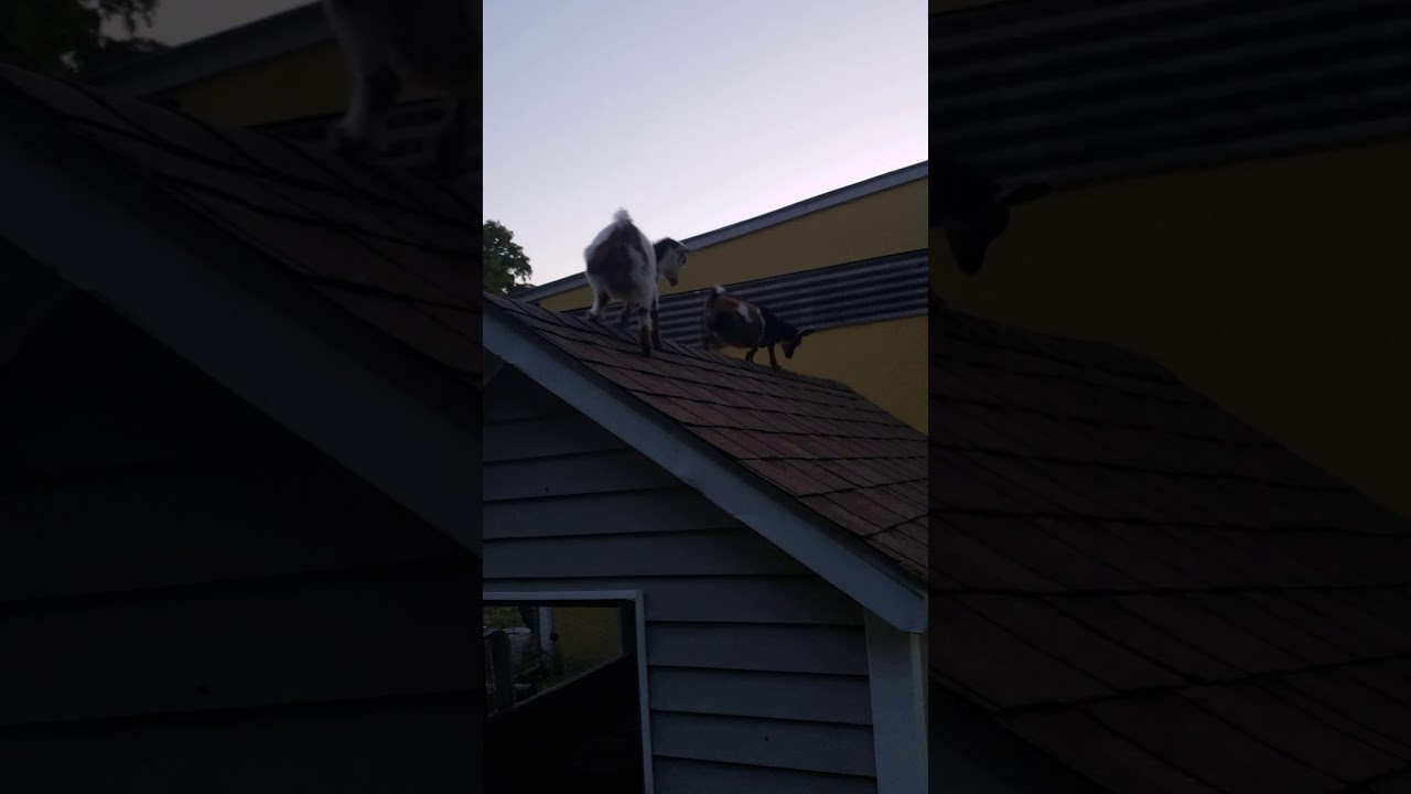 Goats on roof YouTube