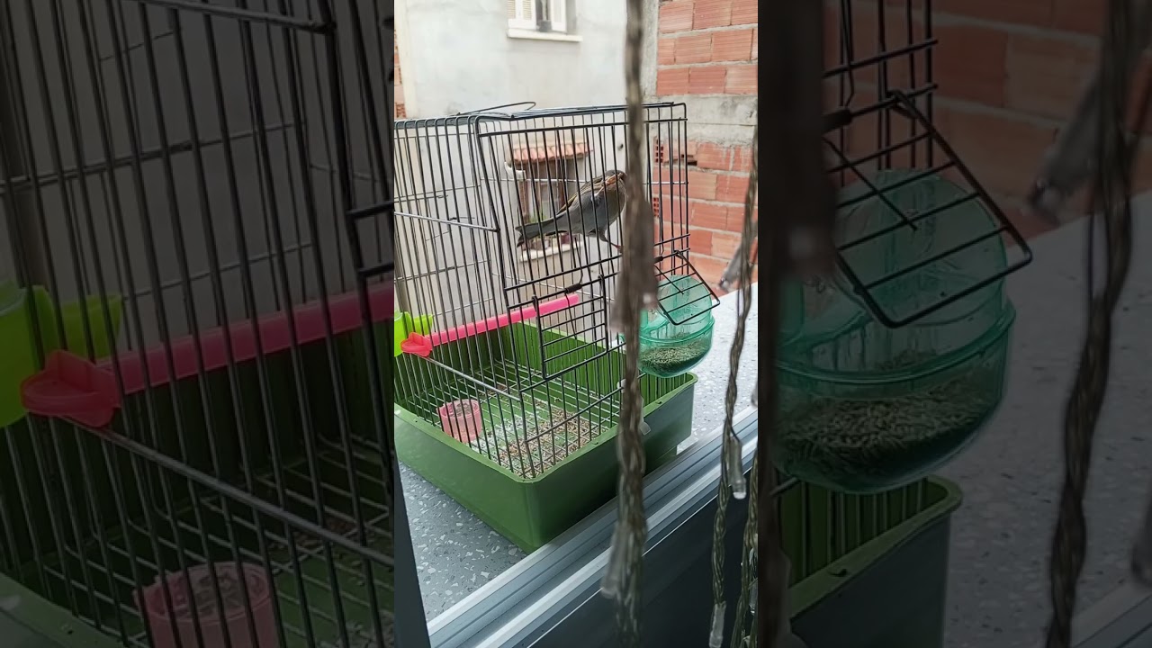 تغريد هجين الحسون 5 اشهر 