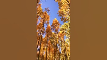 (拼课加V：Easy_Study_)【路飞学城】 K8S DevOPS架构师 + CKA全球认证