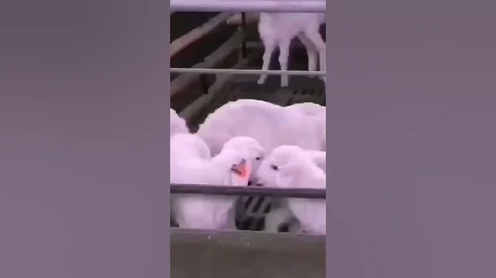 So Cute Lamb #sheep #shorts #youtubeshorts #viral