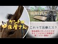 鶏小屋の掃除・ケントの床屋さん・これって医療ミス？