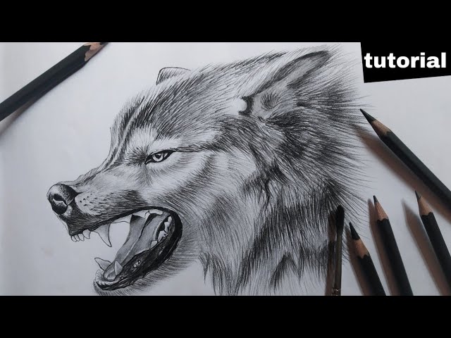 Angry Wolf Sketch Image & Photo (Free Trial) | Bigstock