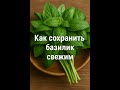 Как сохранить базилик свежим.