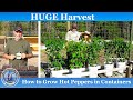 How to Grow Hot Peppers in Containers - HUGE Harvest