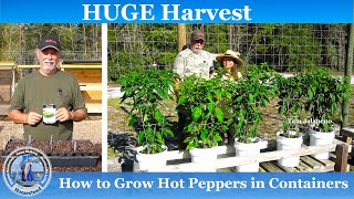 How to Grow Hot Peppers in Containers  HUGE Harvest