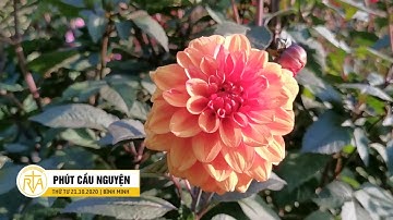 Phút Cầu Nguyện, Thứ Tư 21/10/2020: Hạnh Phúc Của Người Mẹ