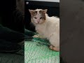 捨て猫保護#野良猫保護#救助#入院#Abandoned cat protection #feral cat protection #rescue #hospitalization