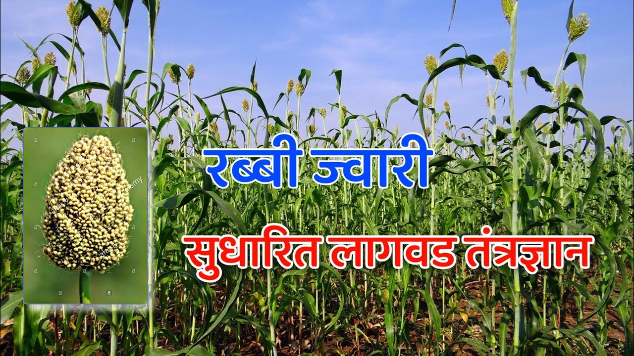 Jabar Rangsaz रब्बी ज्वारी सुधारित लागवड तंत्रज्ञान..! - YouTube