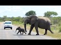 Когда Дикие Животные Злятся! Слоны носороги и бегемоты,нападают На автомобили - БЕГИ СЕЙЧАС ЖЕ!