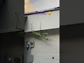 #insectos #insectosybichos #animalshorts #todayshorts #shorts #cuteanimals #mantisreligiosa