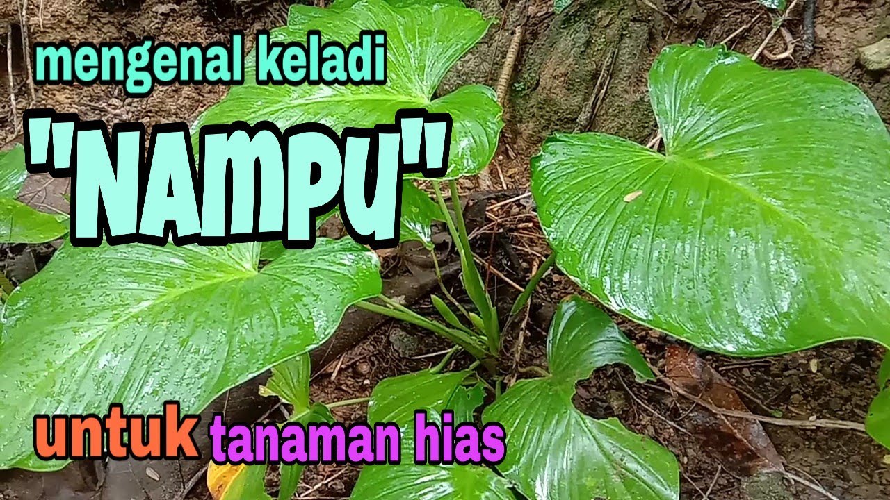 Mengenal Keladi Nampu Bahan Tanaman Hias Youtube