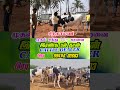 விலை எப்படி இருக்கு 🔥 சிந்தாமணி சந்தையில் #cow