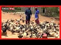 Urimi wa nguku mithemba itiganite mugundaini wa ziwani ngoliba kiambu mugambo wa murimi part 1