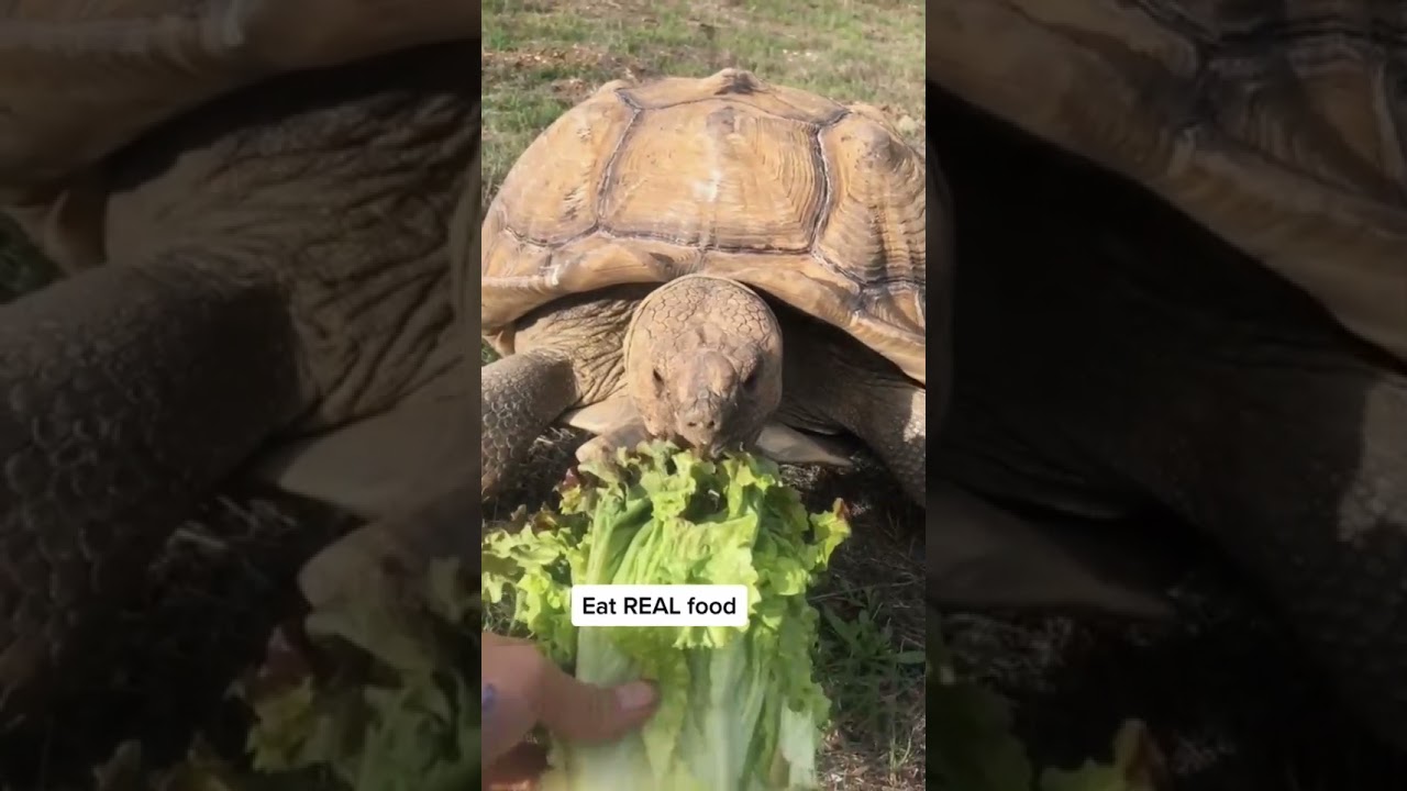 People rescue and rehome a Sulcata Tortoise!