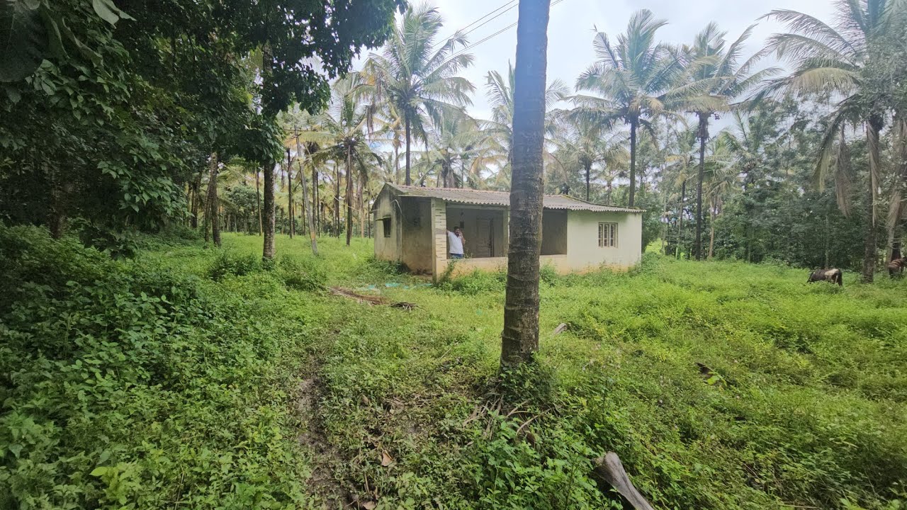 (#391) 11.5 acre best property. ಬೆಂಗಳೂರು ಮಂಗಳೂರು ರಸ್ತೆ ಇಂದ 1km. ಹಾಸನ ಸಕಲೇಶಪುರ ಮದ್ಯಕ್ಕೆ ಬರತ್ತೆ. 🤝👌🏻🙏🏻
