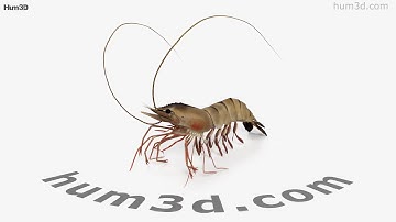 Shrimp 3D model by 3DModels.org